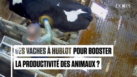 vaches à hublot hoax|VIDÉO. Vendée Globe : « La vache, c'était vraiment pas loin », la .